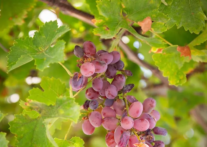Luxury Sea La Vie With Pool Near Sibenik * Jarebinjak